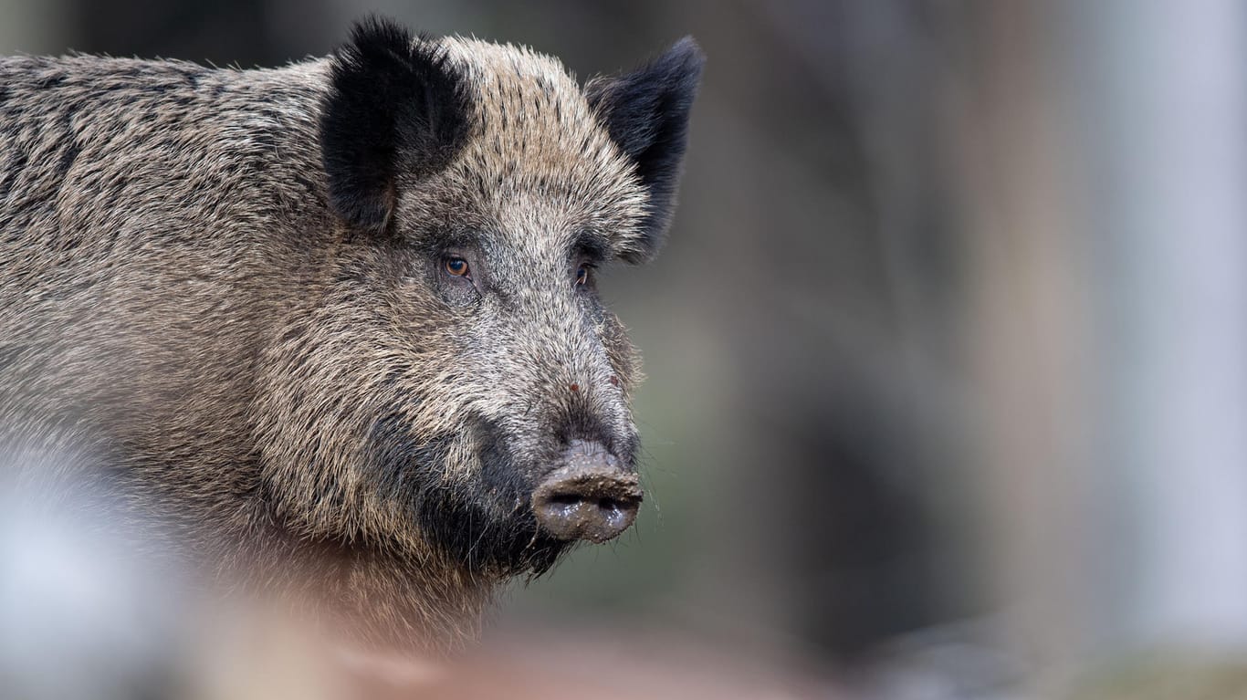 Wildschwein (Symbolbild): In Dinslaken sorgte ein Exemplar für Ärger.