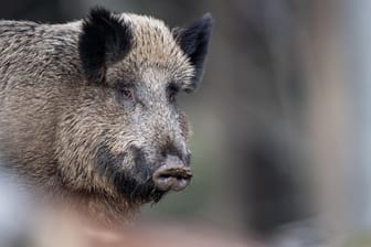 Wildschwein (Symbolbild): In Dinslaken sorgte ein Exemplar für Ärger.