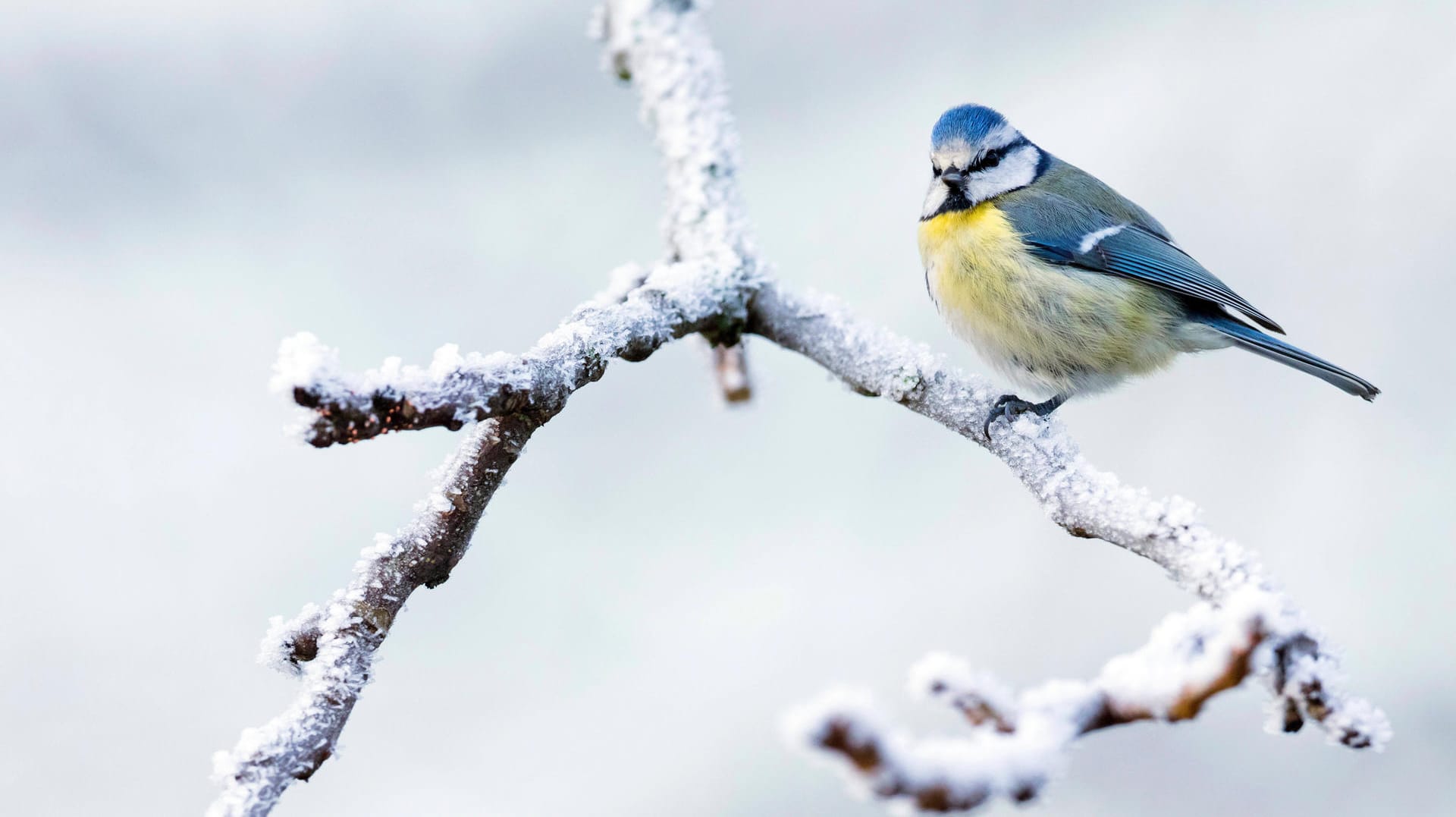 Blaumeise auf einem schneebedeckten Ast: Für kurze Zeit lässt sich der Winter blicken.