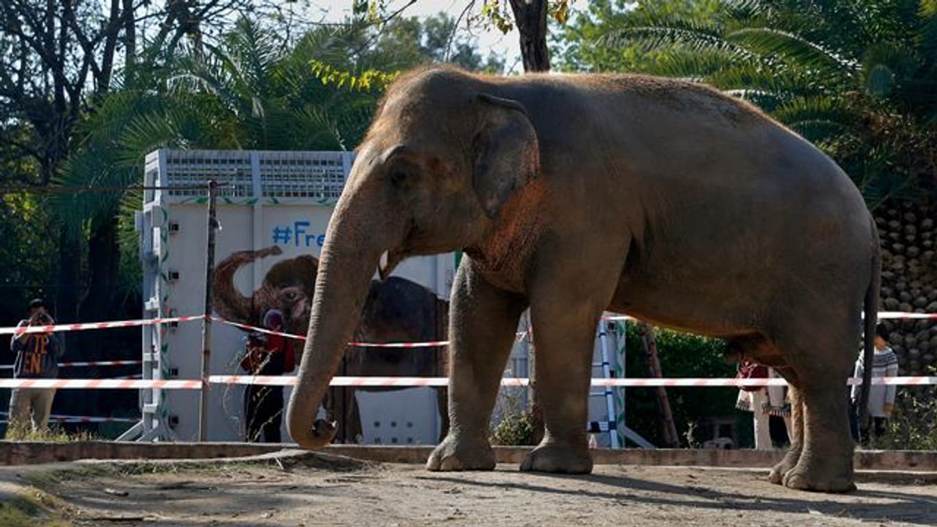 Elefant Kaavan im Maragzar-Zoo in Islamabad vor seinem Abflug nach Kambodscha.