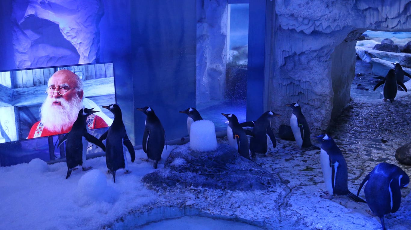 Pinguine schauen einen Weihnachtsfilm: Normalerweise beobachten die Pinguine die Besucher genauso wie andersherum – weil das gerade nicht geht, gibt es die Filme als Ersatz.