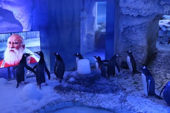Pinguine schauen einen Weihnachtsfilm: Normalerweise beobachten die Pinguine die Besucher genauso wie andersherum – weil das gerade nicht geht, gibt es die Filme als Ersatz.