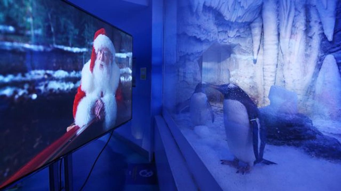 Zwei Pinguine im "Sea Life London Aquarium" schauen sich einen Weihnachtsfilm an.