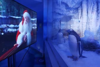 Zwei Pinguine im "Sea Life London Aquarium" schauen sich einen Weihnachtsfilm an.
