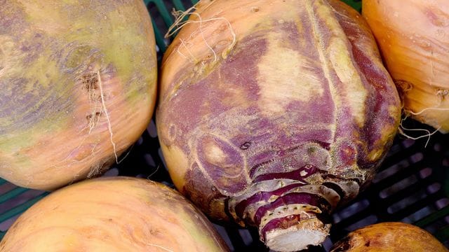 Steckrüben lassen sich vielfältig in der Küche einsetzen - zum Beispiel als Püree oder Aufstrich. Steckrüben lassen sich vielfältig in der Küche einsetzen - zum Beispiel als Püree oder Aufstrich.