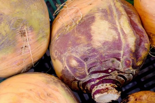 Steckrüben lassen sich vielfältig in der Küche einsetzen - zum Beispiel als Püree oder Aufstrich.