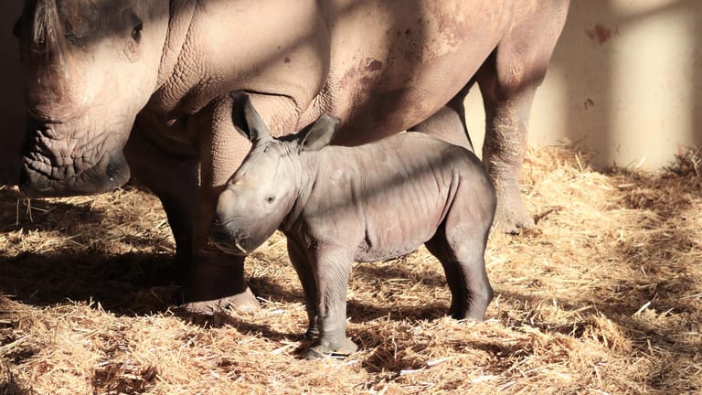 Ein Nashorn-Junges im Zoopark Erfurt: Nashorn-Dame Marcita ist Mutter geworden.