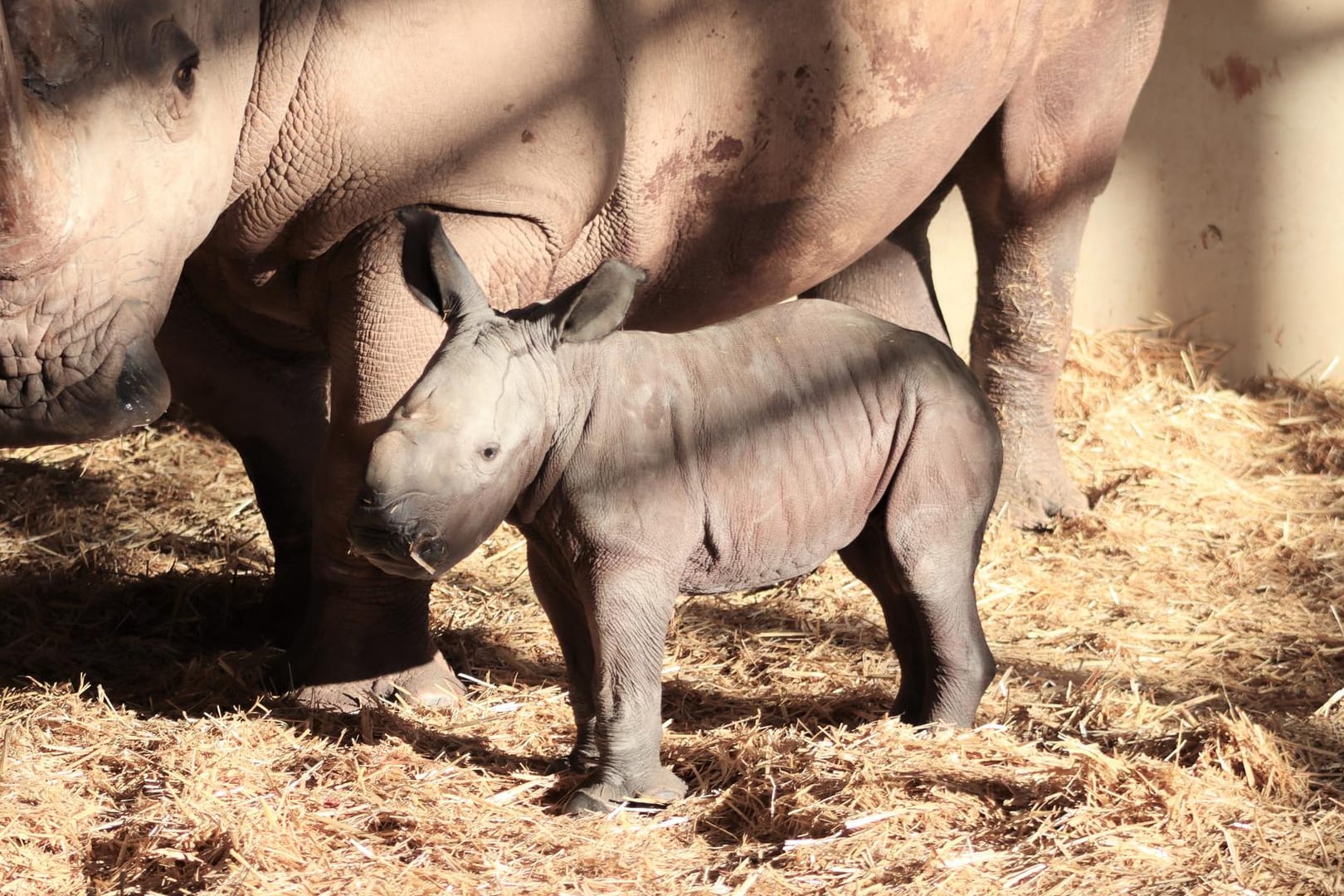 Ein Nashorn-Junges im Zoopark Erfurt: Nashorn-Dame Marcita ist Mutter geworden.