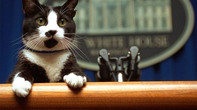 Die Katze Socks des damaligen Präsidentens Bill Clinton 1994 im Besprechungsraum des Weißen Hauses. Die Katze Socks des damaligen Präsidentens Bill Clinton 1994 im Besprechungsraum des Weißen Hauses.