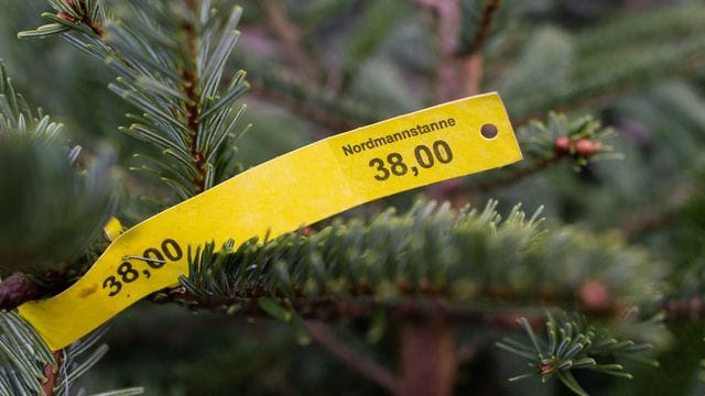 Ein Preisschild in Höhe von 38,00 Euro hängt an einer Nordmanntanne. Ein Preisschild in Höhe von 38,00 Euro hängt an einer Nordmanntanne.