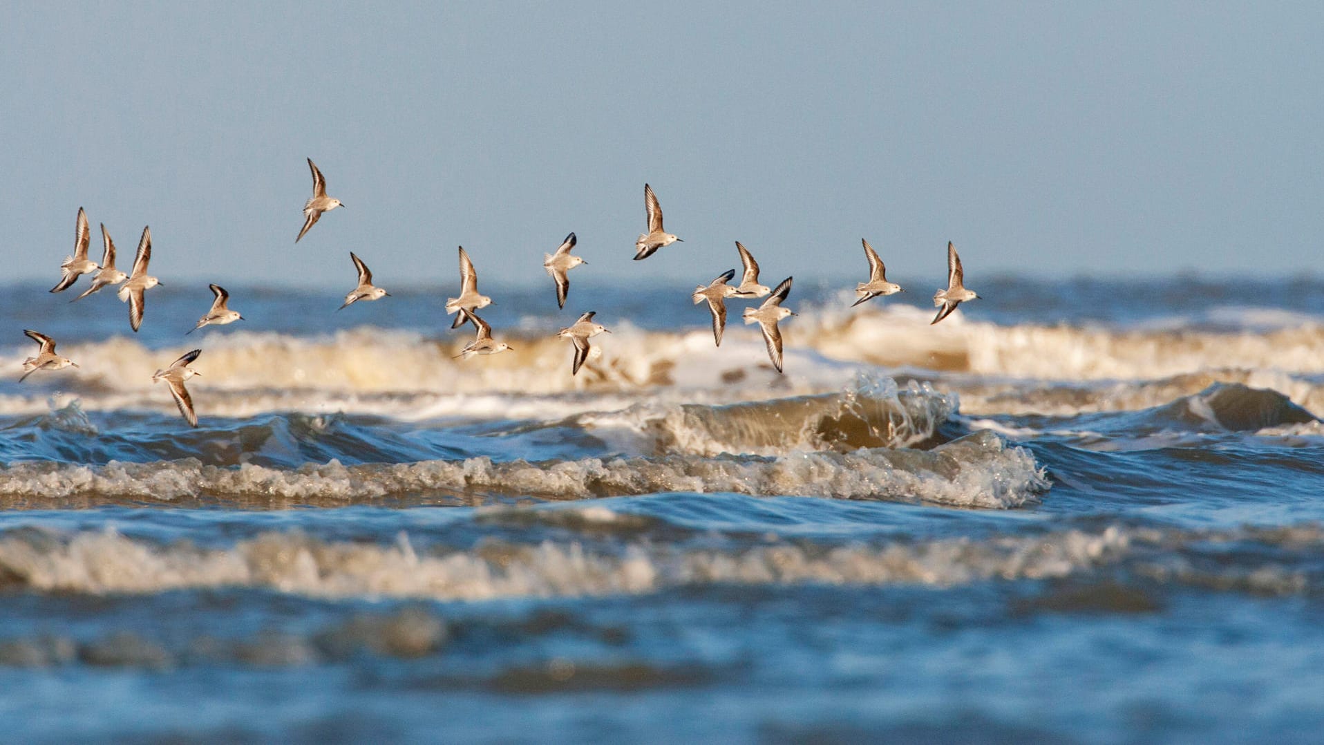 Symbolfoto: Eine Gruppe Sanderling-Vögel fliegt über das Meer.