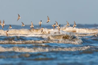 Symbolfoto: Eine Gruppe Sanderling-Vögel fliegt über das Meer.