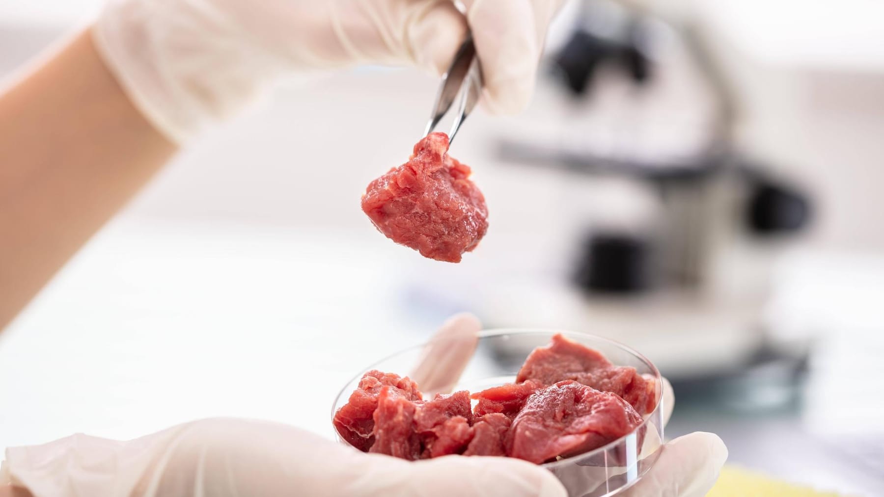 L’Italia vuole vietare la carne da laboratorio a causa dei suoi effetti nocivi