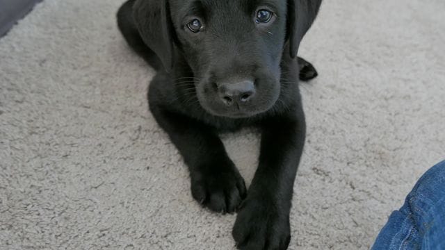 Ein Labrador-Welpe liegt auf einem Teppich.