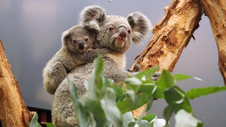 Koala-Mutter mit ihrem Nachwuchs (Symbolbild): Der Leipziger Zoo taufte den kleinen Koala auf den Namen Bouddi.