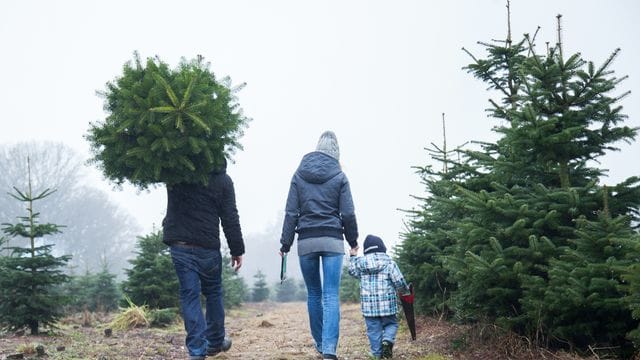 Erst mit einem Christbaum wird Weihnachten zum Fest.