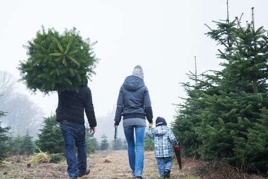 Erst mit einem Christbaum wird Weihnachten zum Fest.