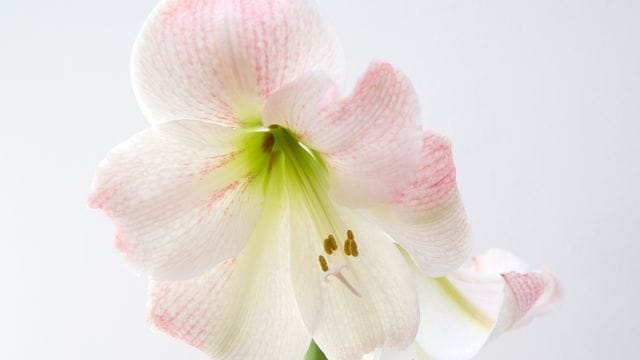 Amaryllis sind besonders zur Weihnachtszeit beliebte Pflanzen.