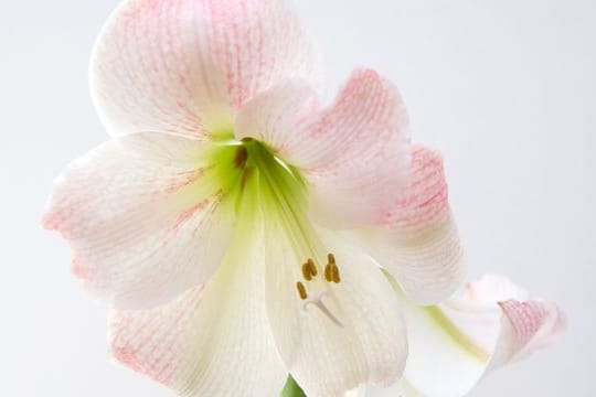 Amaryllis sind besonders zur Weihnachtszeit beliebte Pflanzen.