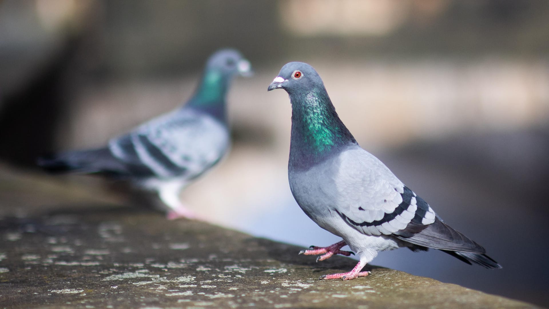 Tauben: Auch sie stehen zur Wahl bei der Suche nach dem Supervogel.