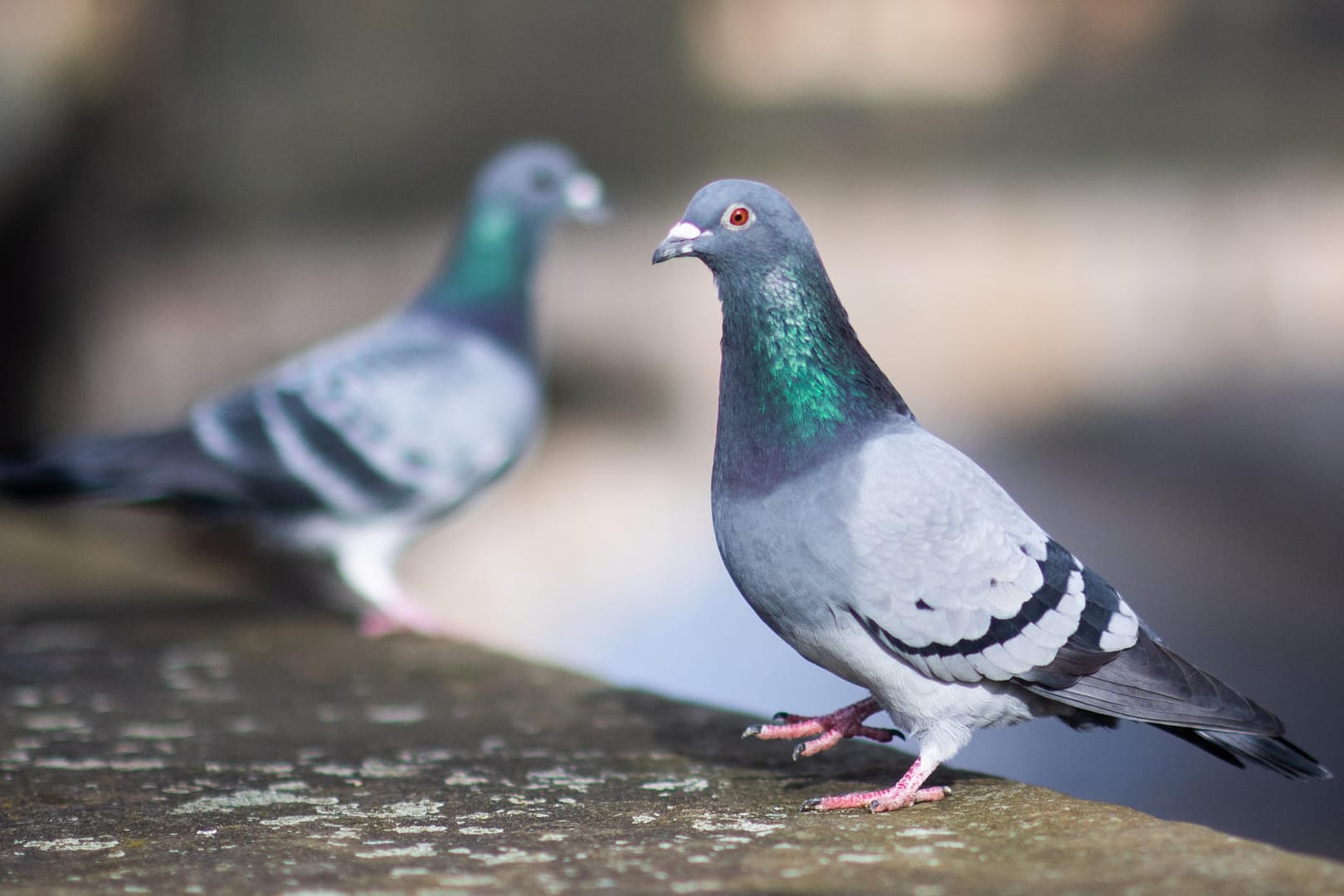 Tauben: Auch sie stehen zur Wahl bei der Suche nach dem Supervogel.