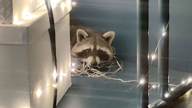 Waschbär im Schaufenster: Das Tier ließ sich von der Tierschutzrettung abholen.