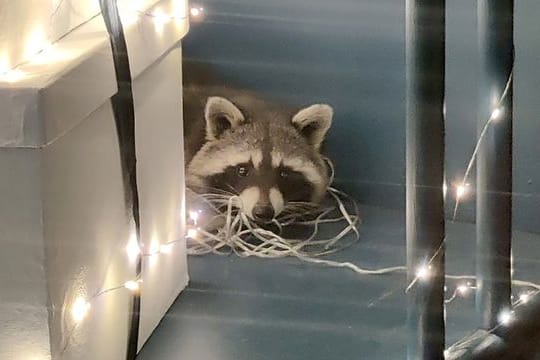 Waschbär im Schaufenster: Das Tier ließ sich von der Tierschutzrettung abholen.