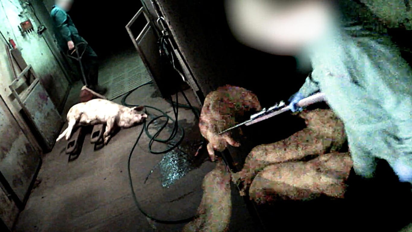 Schweine mit Gewehr erschossen: Videos zeigen schlimme Fälle von Tierquälerei bei zwei Tönnies-Zulieferern.