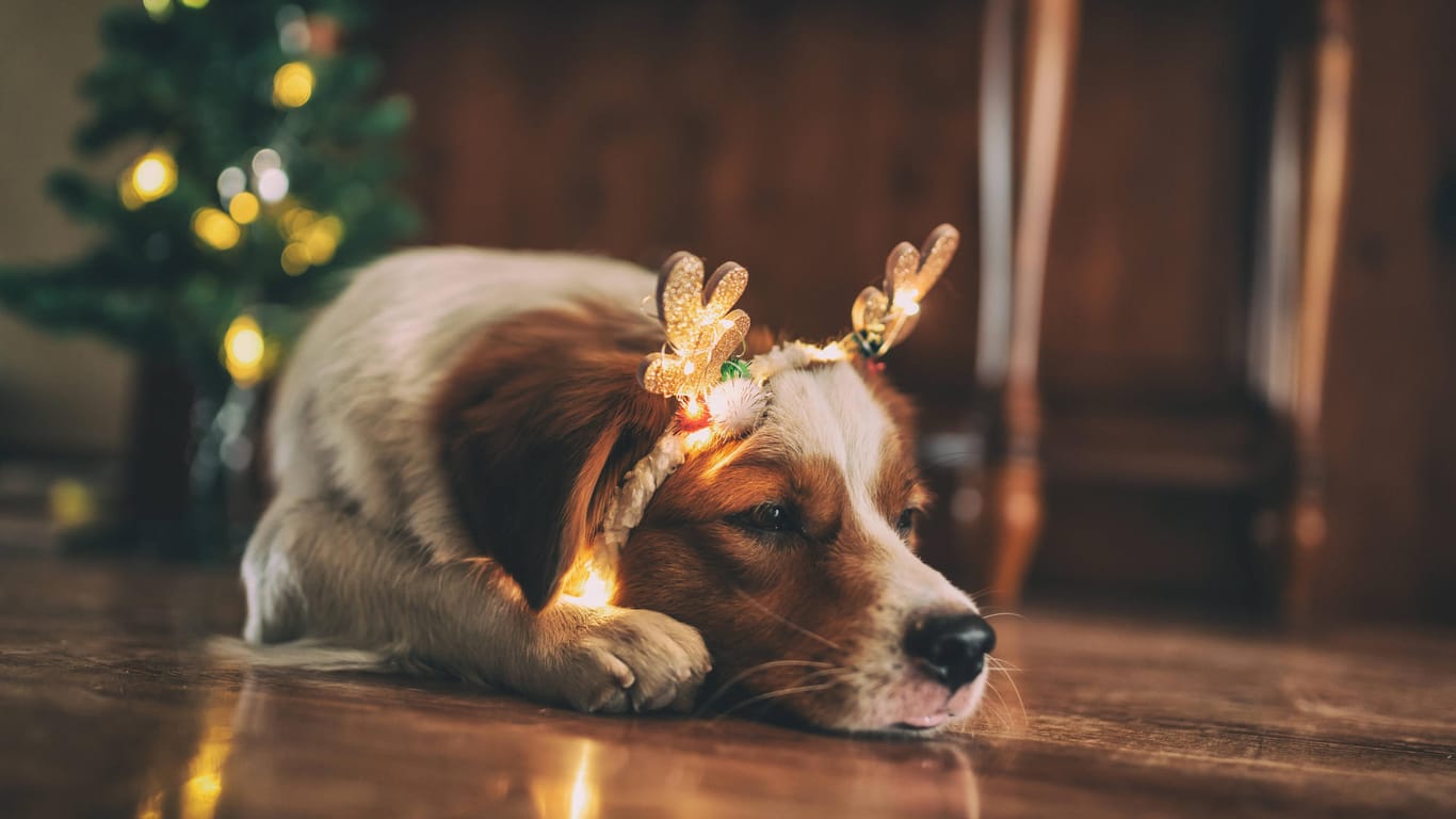 Ein Hund mit Rentierohren liegt vorm Weihnachtsbaum (Symbolbild): Gerade zu Weihnachten benötigen auch Tiere Hilfe.