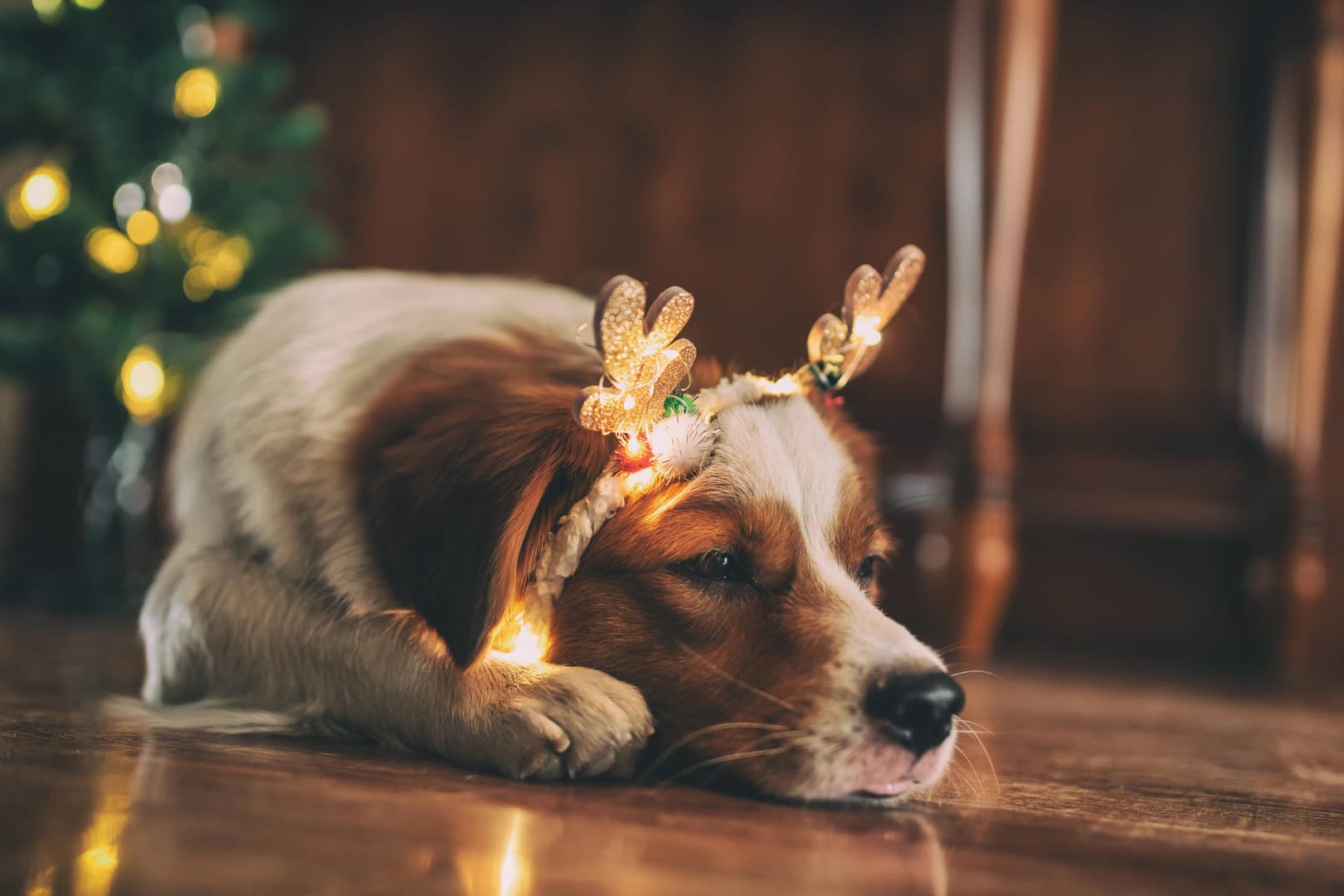 Ein Hund mit Rentierohren liegt vorm Weihnachtsbaum (Symbolbild): Gerade zu Weihnachten benötigen auch Tiere Hilfe.