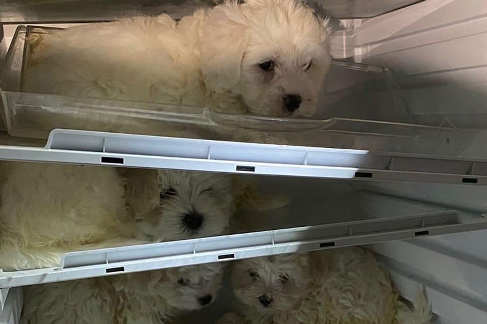 Welpen befinden sich in einem Kühlschrank: Die Polizei rettete in Köln und Düsseldorf Hunde nach Ermittlungen wegen illegalen Tierhandels.