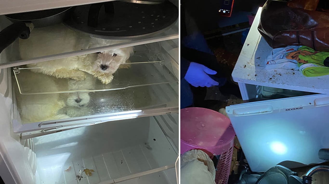 Welpen in einem Kühlschrank: Die Polizei ermittelt wegen illegalen Tierhandels.