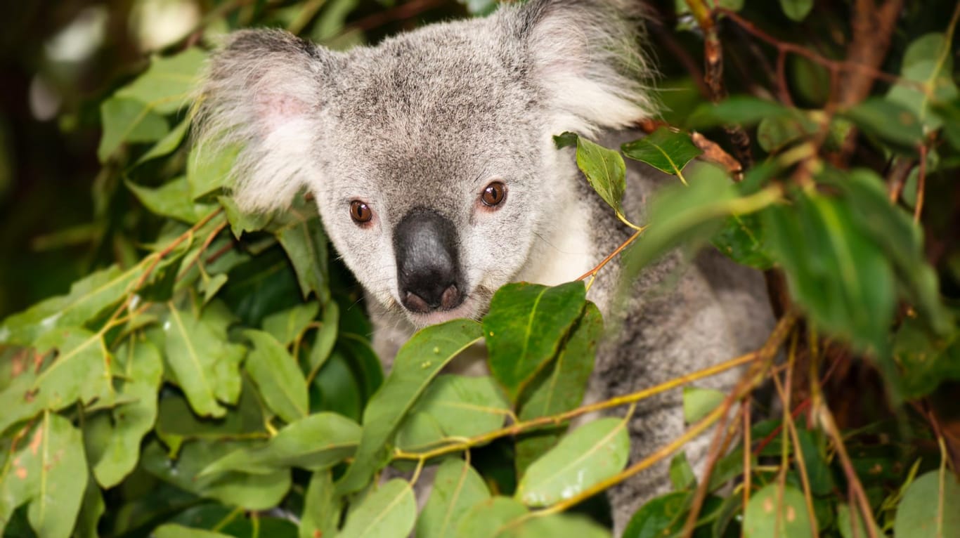 Neugierige Tiere: Ein Koala überraschte eine Familie in Australien.