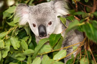 Neugierige Tiere: Ein Koala überraschte eine Familie in Australien.