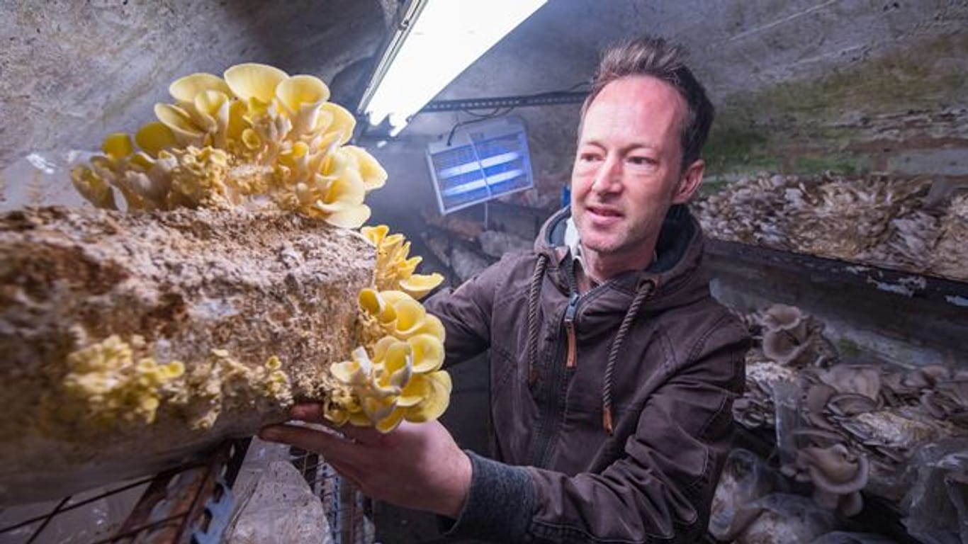 In einem alten Stollen in Saarbrücken züchtet Mirko Kalkum verschiedene Sorten Edelpilze.