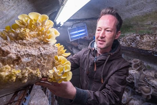 In einem alten Stollen in Saarbrücken züchtet Mirko Kalkum verschiedene Sorten Edelpilze.