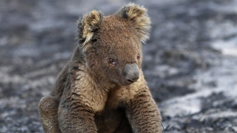 Ein verletzter Koala sitzt nach den Buschfeuern auf Kangaroo Island auf verbrannter Erde.