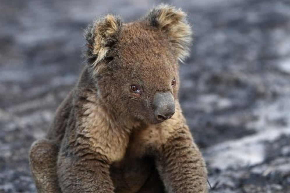 Ein verletzter Koala sitzt nach den Buschfeuern auf Kangaroo Island auf verbrannter Erde.