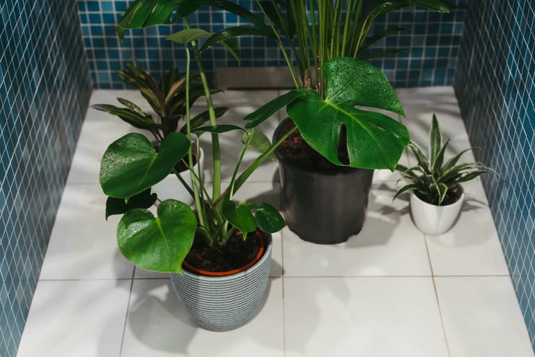 Badezimmerpflanzen: Monstera sind recht unempfindlich und eignen sich daher fürs Bad.