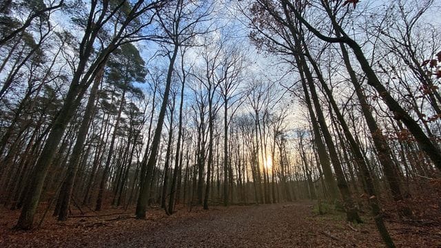 Bäume im Grunewald