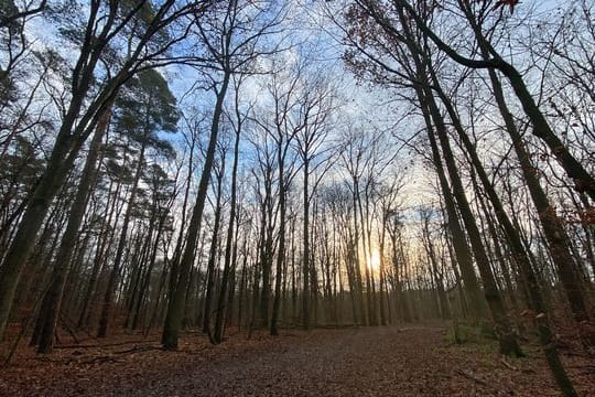 Bäume im Grunewald