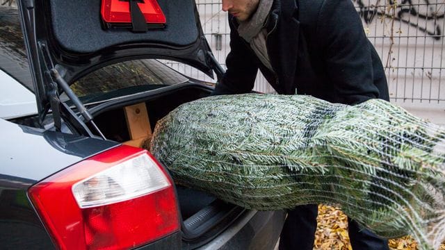Weihnachtsbaum: Ein übergezogenes Netz macht den Baum dabei wesentlich handlicher. Weihnachtsbaum: Ein übergezogenes Netz macht den Baum dabei wesentlich handlicher.