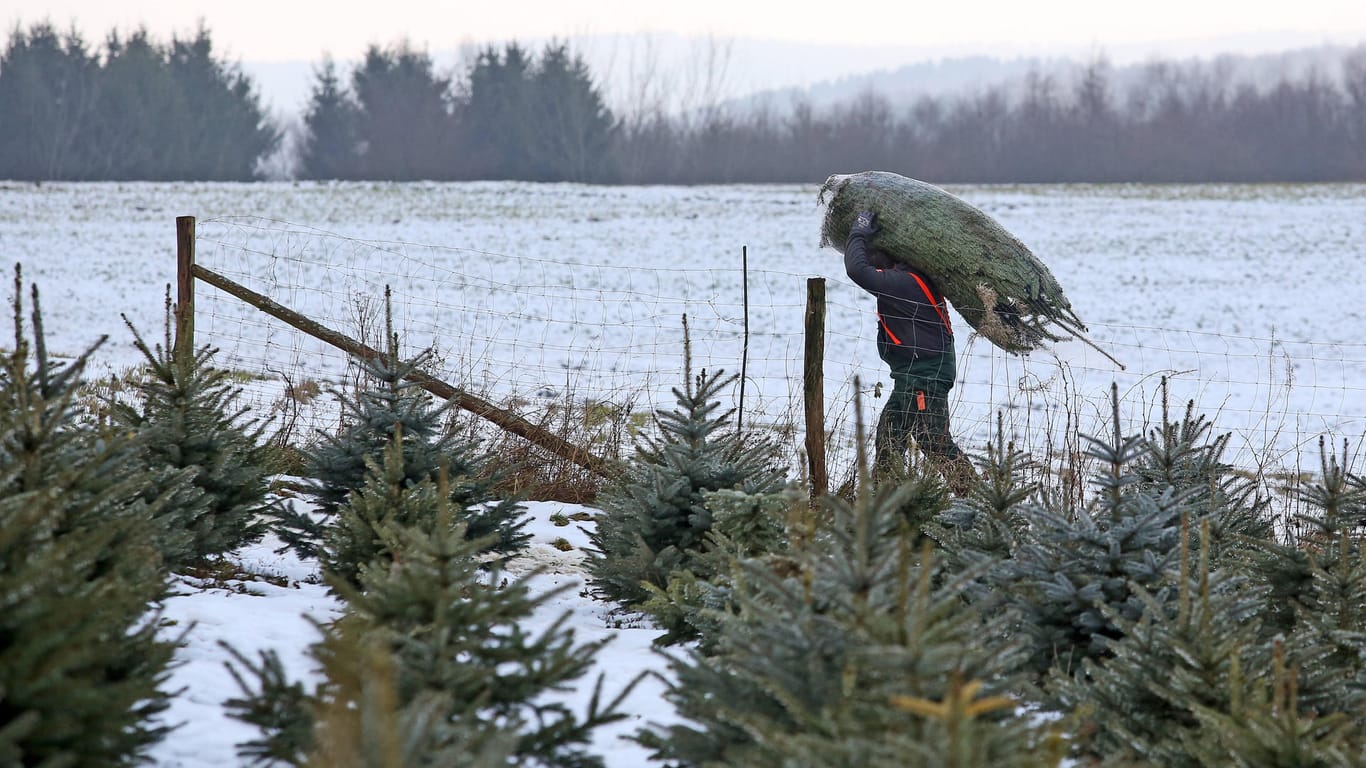 Ein Mann trägt einen Weihnachtsbaum (Archivbild): Die Corona-Pandemie lässt die Deutschen offenbar früher zum Weihnachtsbaum greifen.