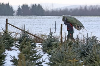 Ein Mann trägt einen Weihnachtsbaum (Archivbild): Die Corona-Pandemie lässt die Deutschen offenbar früher zum Weihnachtsbaum greifen.