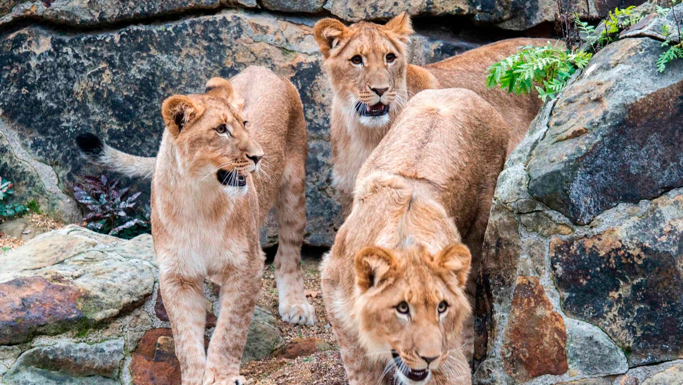 Die Löwen Löwen Hanna (li. bis re.), Elsa und Mateo in der Außenanlage ihres Geheges: Die knapp ein Jahr alten Afrikanischen Löwen können nun auch von den Besuchern beobachtet werden.