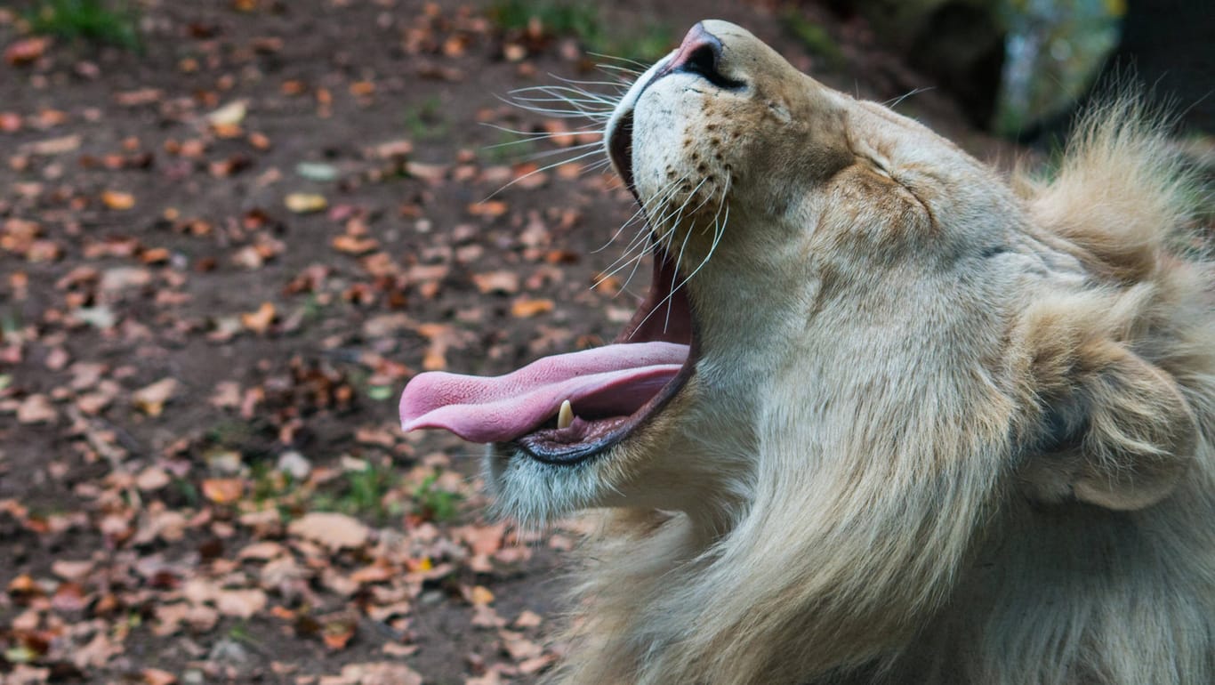 Gähnender Löwe: In Barcelona ist das Coronavirus bei vier Zootieren nachgewiesen worden.