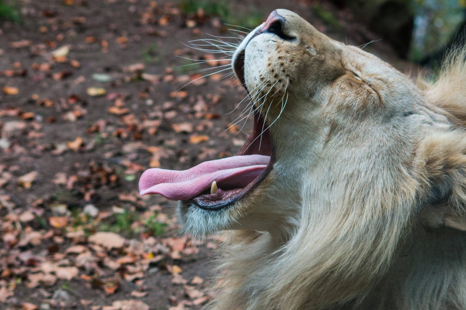 Gähnender Löwe: In Barcelona ist das Coronavirus bei vier Zootieren nachgewiesen worden.