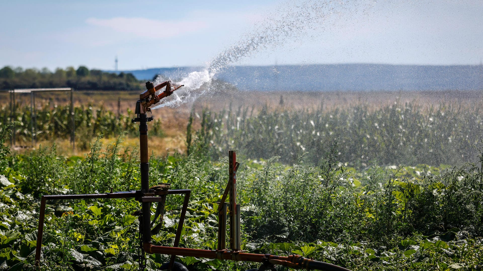 Gemüsefeld in NRW wird mit Grundwasser bewässert: Auch dieses ist durch die Klimakrise wärmer geworden.