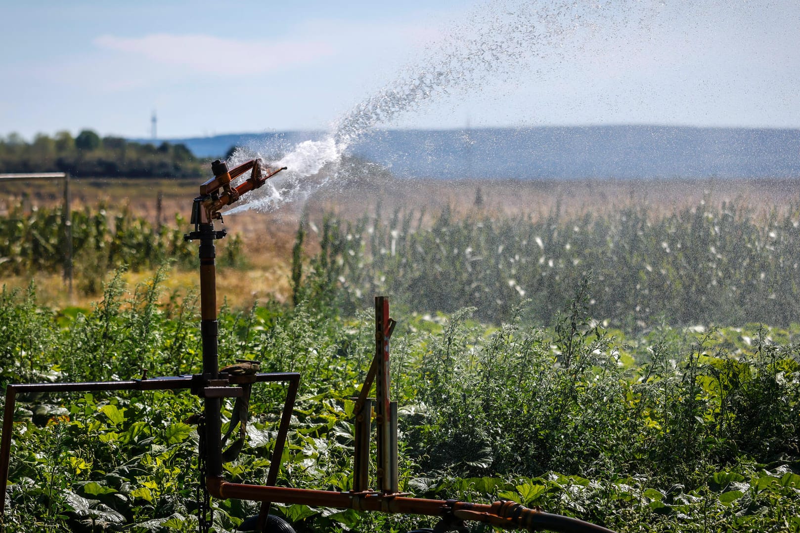 Gemüsefeld in NRW wird mit Grundwasser bewässert: Auch dieses ist durch die Klimakrise wärmer geworden.