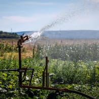 Gemüsefeld in NRW wird mit Grundwasser bewässert: Auch dieses ist durch die Klimakrise wärmer geworden.